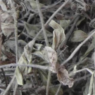 黄毛耳草 统 产地 江西 库存 20000公斤可售