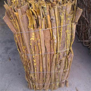 刮皮黄柏