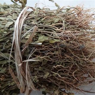 小叶金不换(金牛草) 选货 产地 广西壮族贵港市