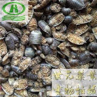 世元药业 鼠妇 正品 过筛 筛选 纯干 保质 批发各类昆虫 矿石 化工