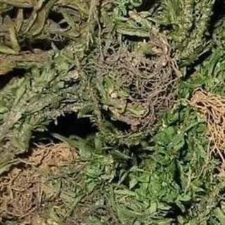 无库存 世元药业 千层塔 小叶 别称 金不换 虱子草 宝塔花