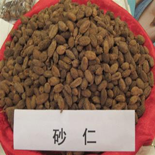 中药材诚实通 果实籽仁类 砂仁  收藏商品
