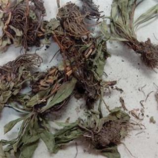 24h药店 灯盏细辛 灯盏花,短茎飞蓬,灯盏草,灯台细辛 正品 批发 零售