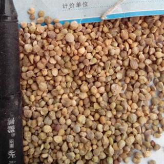 世元药业 菠菜子 青菜籽 【全品除尘中药】