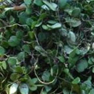 吉康药业 野生螺厣草 镜面草 地连钱 石瓜子 抱石莲
