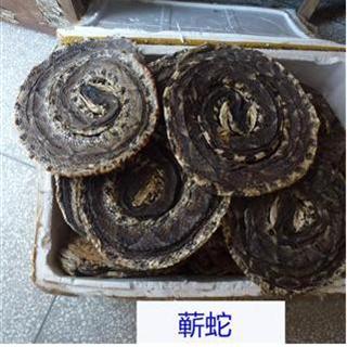 蕲蛇 统 产地 江西省宜春市樟树市