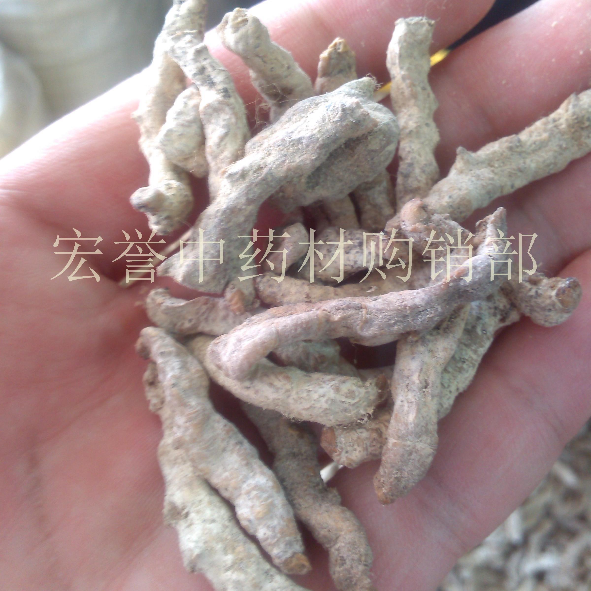 僵蚕 白僵蚕 天虫 羌虫 僵蚕 祛风定惊,正品