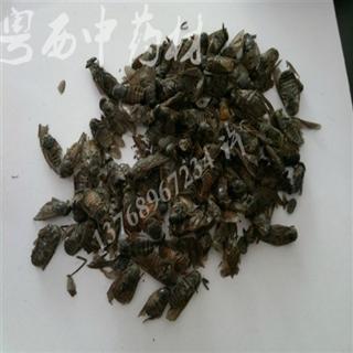 粤西中药材 虻虫 统 产地 广西壮族自治区