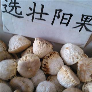风流果 壮阳果 龟子头 统 产地 广西壮族自治区2013