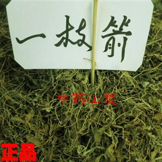               一支箭一枝箭青藤