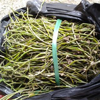 野生黄草石斛 小黄草 鲜 产地 广西壮族自治区河池市