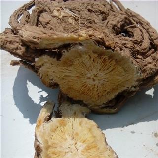            岷当归,无硫,纯天然.