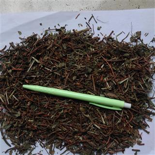 大叶茜草 茜根,蒨草