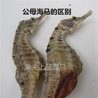 产地直销 三斑海马 福建省漳州市东山 新鲜干净有腥味