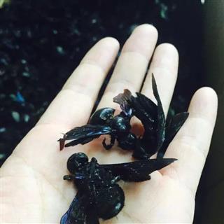 竹蜂 产地 广西壮族自治区