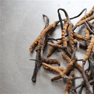 冬虫夏草 西藏红草4000条精品 产地 西藏自治区林芝地区工布江达县