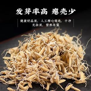 谷芽 炒 产地 广西壮族自治区