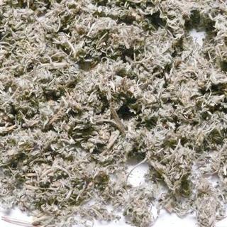 茵陈 选 绵茵陈 产地 山东省