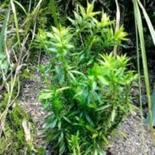 首页 全草类 千层塔  产品名称:千层塔 产品规格:统         产 