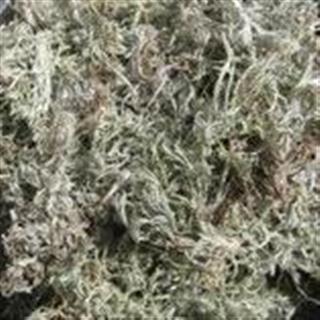 新辉药业小白蒿 优质茵陈 绵茵陈 清湿热 退黄疸 量大