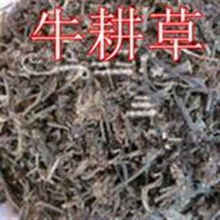 小丽百草行正品中药材牛耕草 牛更草 牛梗草长期茶用降血糖