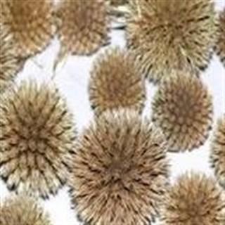 漏芦 正品漏芦花 产地 吉林省辽源