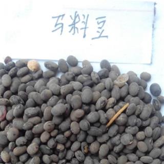 世元药业 马料豆 野料豆 细黑豆 马豆 正品 优质 新货
