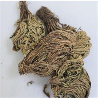 打不死 卷柏 九死还魂草 还阳草统货 产地 云南省玉溪