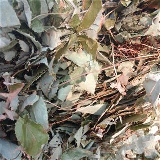 淫洋藿 淫羊藿 短角淫羊藿 三枝九叶草 仙灵脾 牛角花