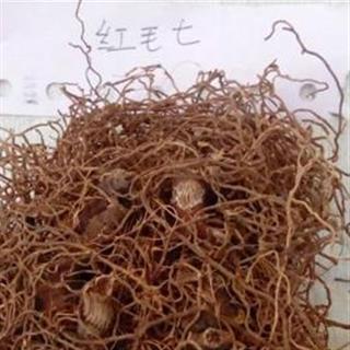             红毛七 红毛三七 葳