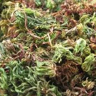 24h药店 回心草 茴心草,茴薪草,铁脚一把伞,岩谷伞,大叶藓 正品 促销