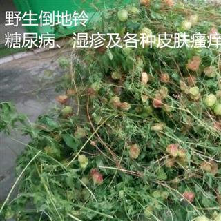 野生倒地铃三角包假苦瓜糖尿病降血糖效果稳固-中药材