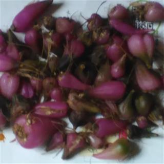 白及冰球子 泥宾子 个子 产地 贵州省毕节地区纳雍县