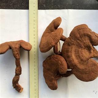 家种赤灵芝