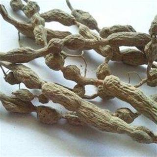 新辉药业正品虎刺根 绣花针 伏牛花 千口针 针上叶 鸟