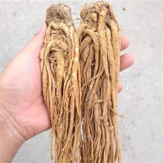 无硫当归 统条 岷县特产_中药材诚实通