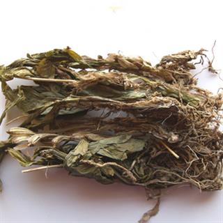 吉康药业中药材见血清 羊耳蒜,见血莲,矮胖儿,肉螃蟹,铁爬树 见血青