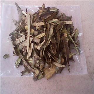 100%野生瑶山 毛冬青皮 别名茶叶冬青 密毛冬青 乌尾丁 六月霜 细叶