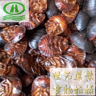 世元药业 土元统个 正品 别称 土鳖虫 盖盖虫 干净 土