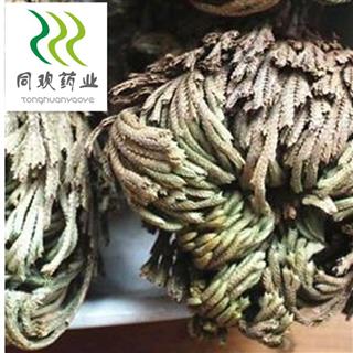 卷柏 九死还魂草 还阳草 批发各种规格名贵药材,中草药,花茶,矿石