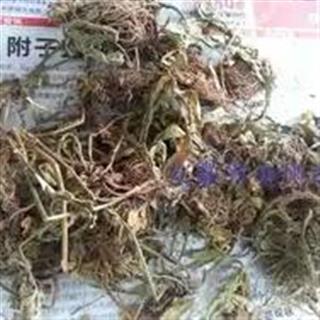 中药材灯盏花 灯盏细辛 地顶草 地朝阳