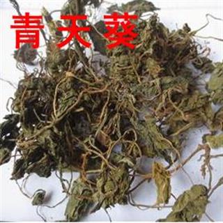 青天葵 独脚天葵,猪乸耳,磨地沙,珍珠叶,半边伞 统 产地 广西壮族自治