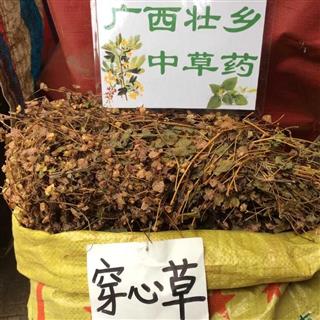 广西壮乡中草药 野生 穿心草 串钱草 穿钱草 顶心风 狮子草 产地 广西