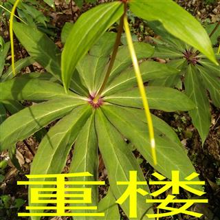 野生干货重楼 七叶一枝花,铁灯台,草河车 独角莲 统 产地 甘肃省陇南