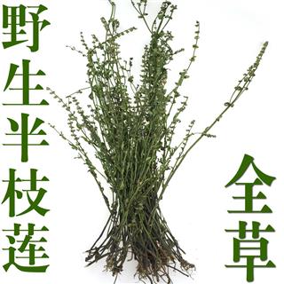 批发半枝莲,伏牛山野生韩信草