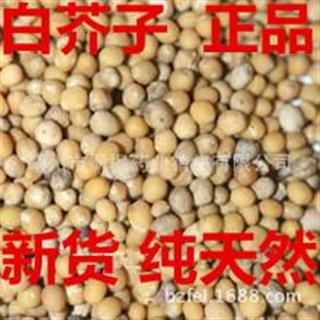 保康堂中药材批发 白芥子 温肺豁痰利气,散结通络止痛