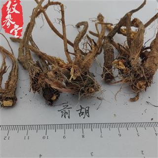 信前胡 高山野生 统 产地 甘肃文县