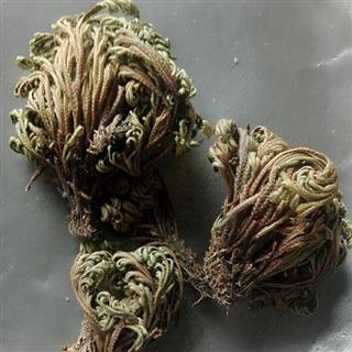 卷柏 九死还魂草 还阳草/卷柏/万年青/长生草/见水还阳草 统 产地
