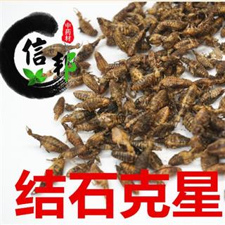 产地直销海南纯清水金沙牛,结石克星,大个,完整度高的