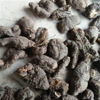            拳参(草河车) 统货 .